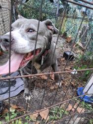 Found/Stray Female Dog last seen Tharp, Palm Bay, FL 32909