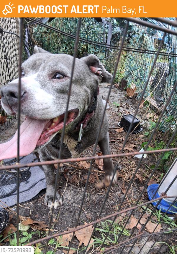 Found/Stray Female Dog last seen Tharp, Palm Bay, FL 32909