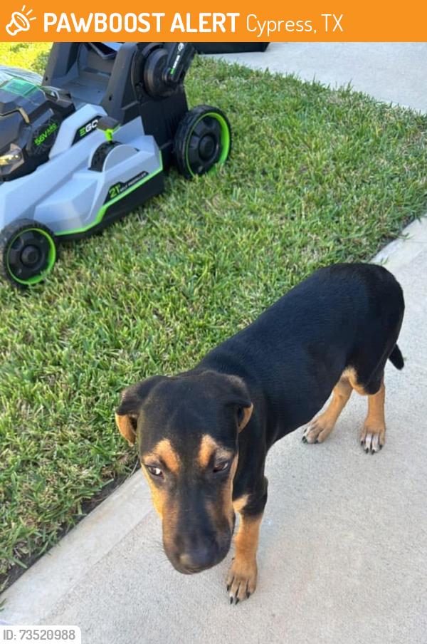 Found/Stray Male Dog last seen Marvida center, Cypress, TX 77433