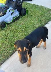 Found/Stray Male Dog last seen Marvida center, Cypress, TX 77433