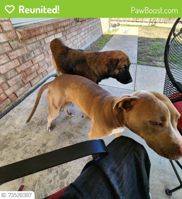 Reunited Unknown Dog last seen Willowstone and Millington, Mansfield, TX 76063