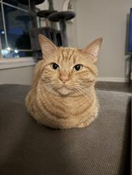 Lost Female Cat last seen Glenda Court and Martin Street and Crossland AVE, Clarksville, TN 37044