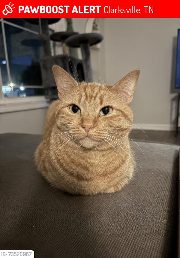 Lost Female Cat last seen Glenda Court and Martin Street and Crossland AVE, Clarksville, TN 37044