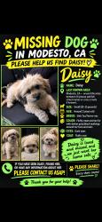 Lost Female Dog last seen Everett Elementary tully road and rumble, Modesto, CA 95350