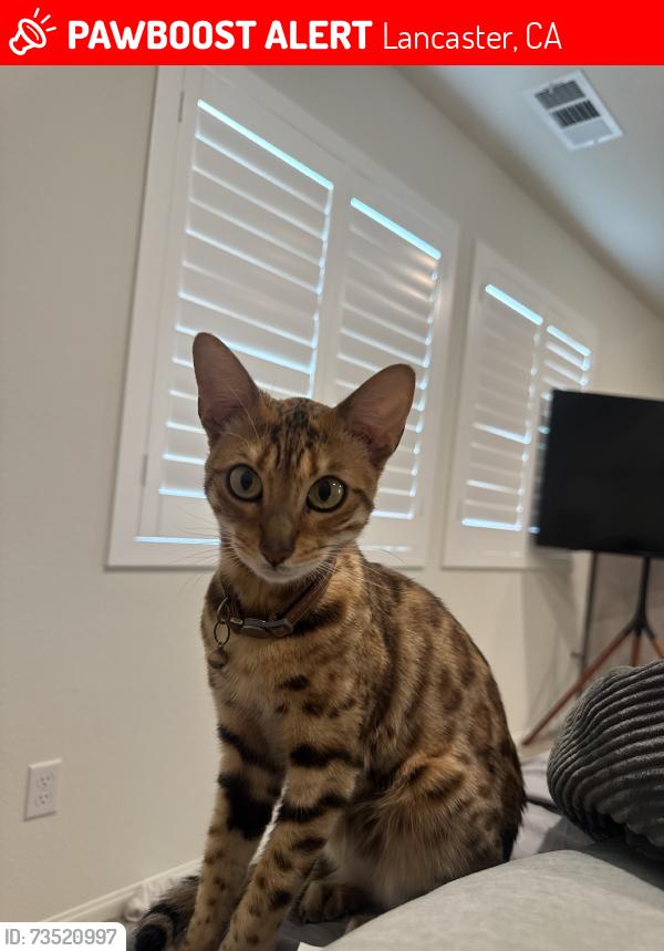 Lost Female Cat last seen Lancaste, Lancaster, CA 93536