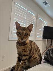 Lost Female Cat last seen Lancaste, Lancaster, CA 93536