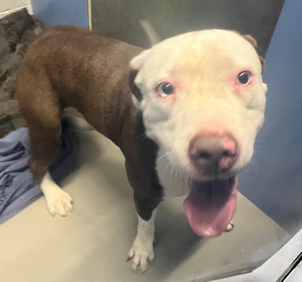 Shelter Stray Male Dog last seen Apt 6X,140 Park Hill Avenue, STATEN ISLAND, NY, 10304, 3139 Veterans Rd W, Staten Island, NY 10309, USA