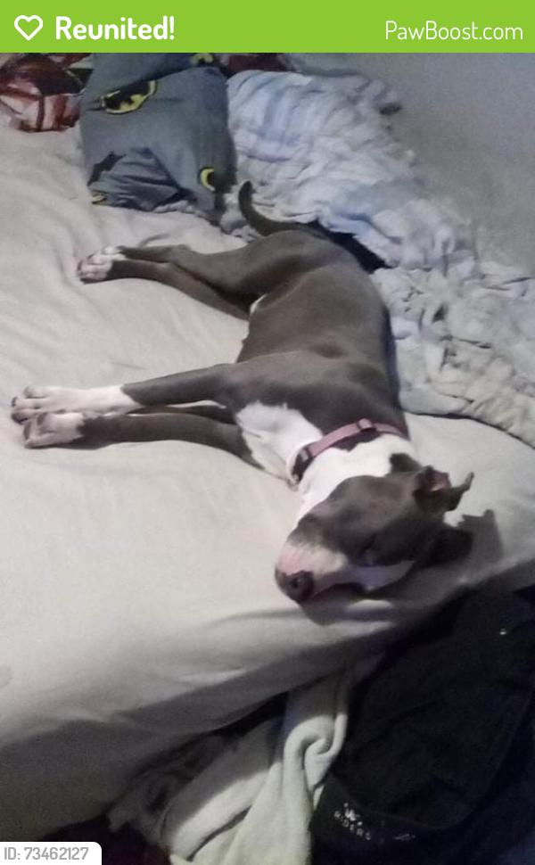 Reunited Female Dog last seen Fm 972, Georgetown, TX 78626