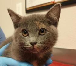 Shelter Stray Unknown Cat last seen N Vista Way & W Vista Way, KELSO, WA, 98626, 909 Columbia Blvd, Longview, WA 98632, USA