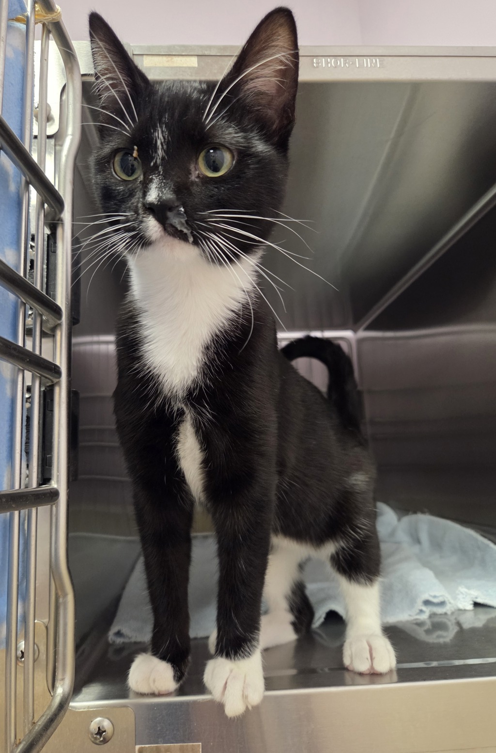 Shelter Stray Female Cat last seen NE Andresen Rd & NE 18th St, VANCOUVER, WA, 98661, 1100 NE 192nd Ave, Vancouver, WA 98684, USA