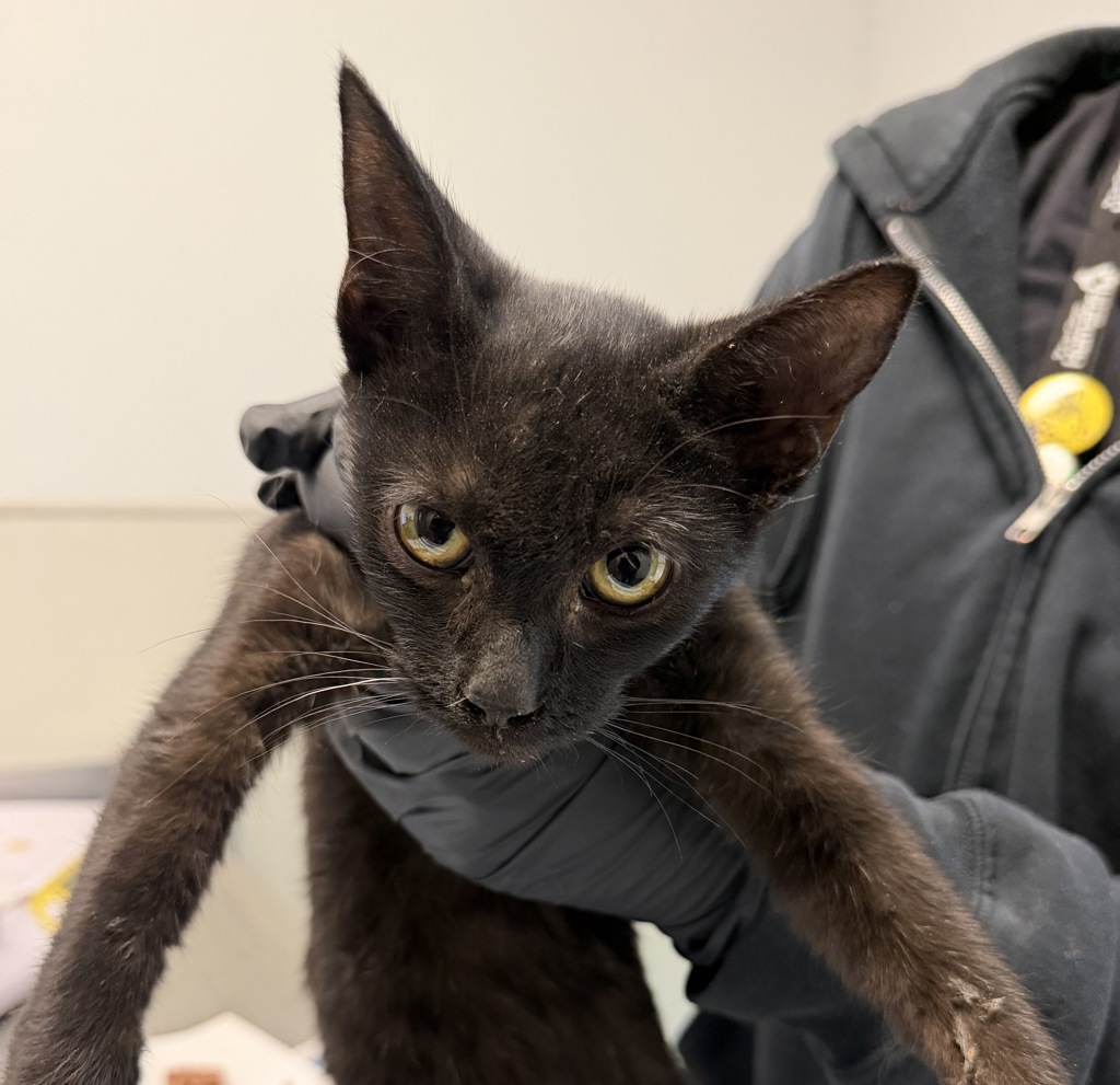 Shelter Stray Male Cat last seen Near Imperial Avenue, San Diego, CA, 92102, 5500 Gaines St, San Diego, CA 92110, USA