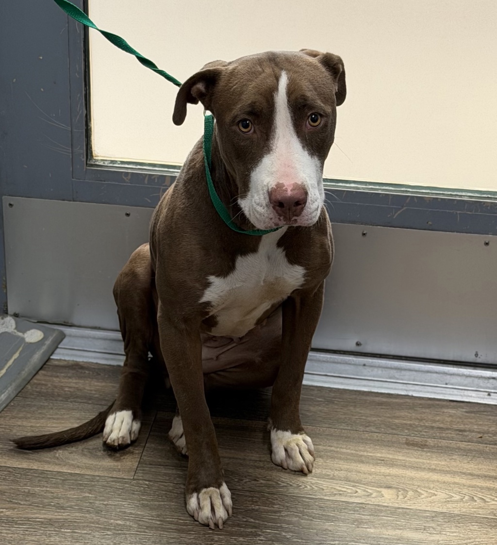 Shelter Stray Female Dog last seen Near Soledad Road, San Diego, CA, 92109, 5500 Gaines St, San Diego, CA 92110, USA