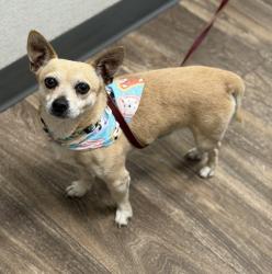 Shelter Stray Male Dog last seen ., San Diego, CA, 92173, 5500 Gaines St, San Diego, CA 92110, USA