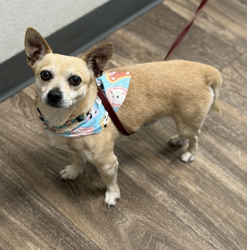 Shelter Stray Male Dog last seen ., San Diego, CA, 92173, 5500 Gaines St, San Diego, CA 92110, USA