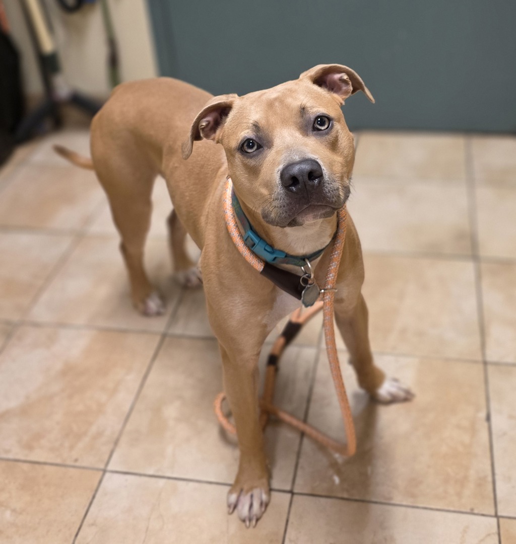 Shelter Stray Female Dog last seen 122nd Ave / Airport way, PORTLAND, OR, 97230, 1700 W Historic Columbia River Hwy, Troutdale, OR 97060, USA