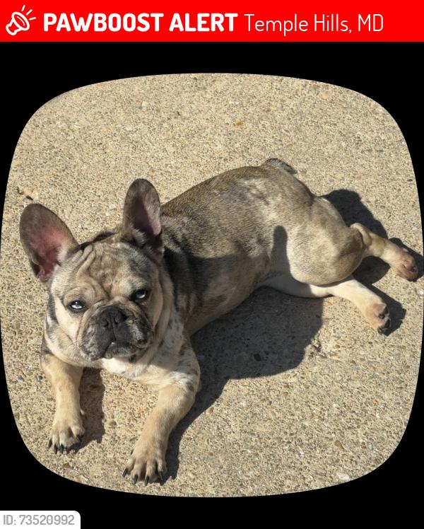 Lost Female Dog last seen Townsley avenue, Temple Hills, MD 20748