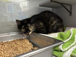 Shelter Stray Female Cat last seen Near 2700 S, Magna Township, UT, 84044, 511 W 3900 S, Salt Lake City, UT 84123, USA