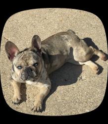 Lost Female Dog last seen Townsley avenue, Temple Hills, MD 20748