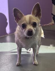 Shelter Stray Female Dog last seen Near W 300 S, SALT LAKE CITY, UT, 84104, 511 W 3900 S, Salt Lake City, UT 84123, USA