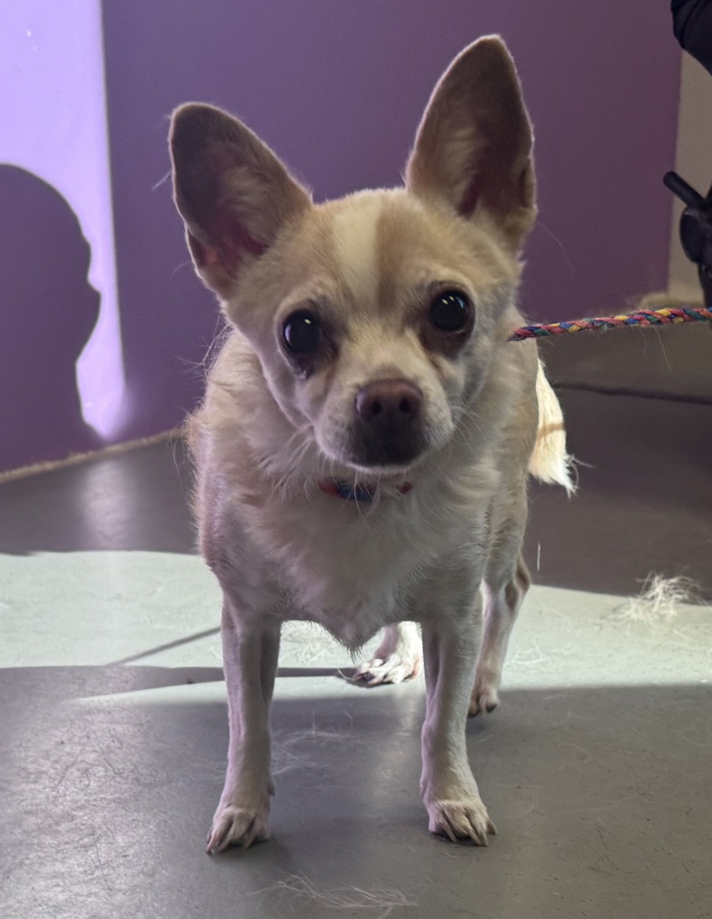 Shelter Stray Female Dog last seen Near W 300 S, SALT LAKE CITY, UT, 84104, 511 W 3900 S, Salt Lake City, UT 84123, USA