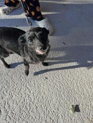 Found/Stray Male Dog last seen Oralia, Lafayette, LA 70508