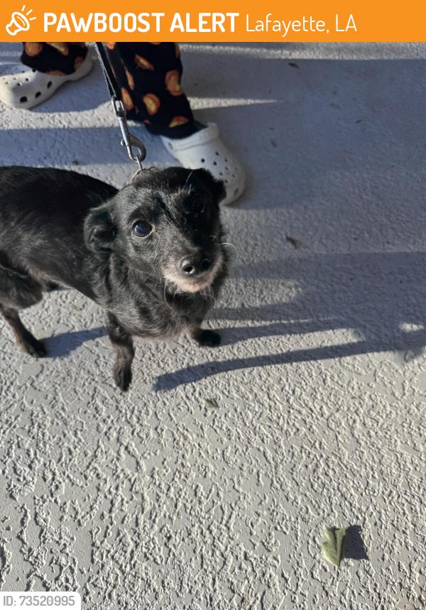 Found/Stray Male Dog last seen Oralia, Lafayette, LA 70508