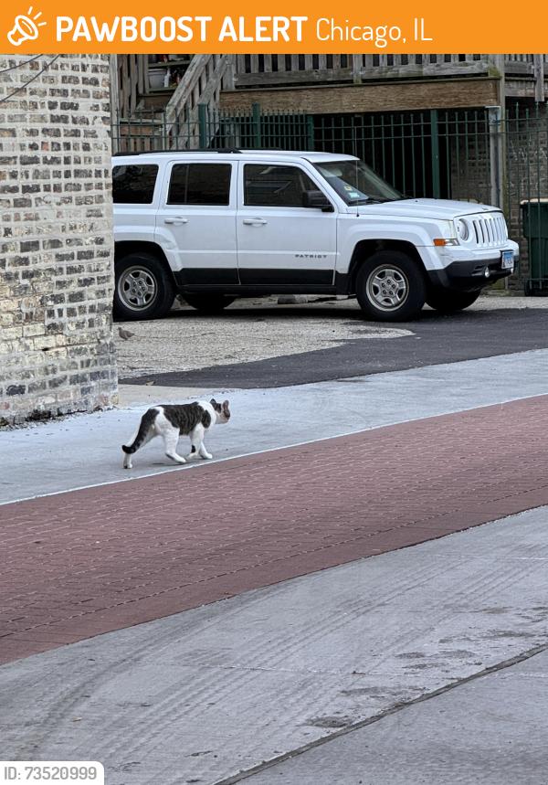 Found/Stray Unknown Cat last seen in the back alley of Nearby Address: 1228 W Lunt Ave, Chicago, IL 60626, Chicago, IL 60626
