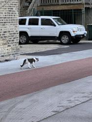 Found/Stray Unknown Cat last seen in the back alley of Nearby Address: 1228 W Lunt Ave, Chicago, IL 60626, Chicago, IL 60626