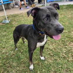 Found/Stray Male Dog last seen Near Atlantic Ave, Long Beach, CA 90813, Long Beach, CA 90813