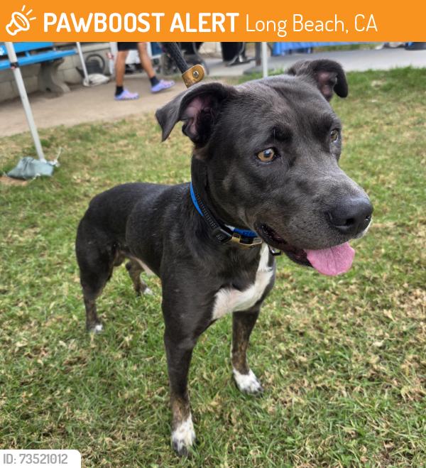 Found/Stray Male Dog last seen Near Atlantic Ave, Long Beach, CA 90813, Long Beach, CA 90813