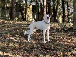 Reunited Male Dog last seen Hawkesyard Lane, Charleston, WV 25311