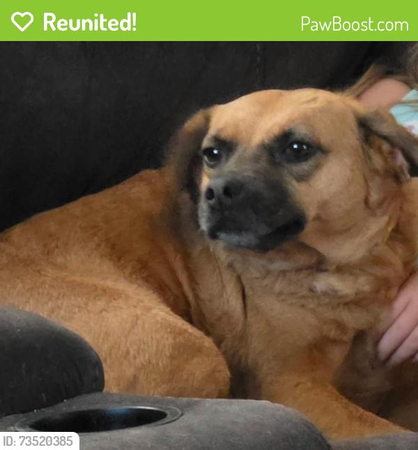 Reunited Female Dog last seen Ashmore Bridge rd and fowler circle, Mauldin, SC 29662