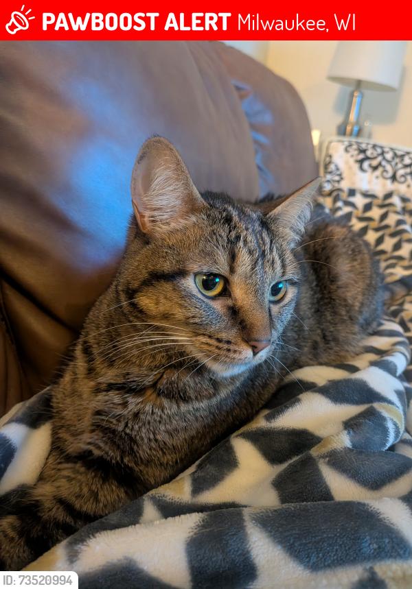 Lost Female Cat last seen Park Meadows cndmnium, Milwaukee, WI 53221