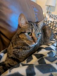 Lost Female Cat last seen Park Meadows cndmnium, Milwaukee, WI 53221