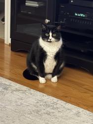 Lost Male Cat last seen Robert Bruce road, Poquoson, VA 23662