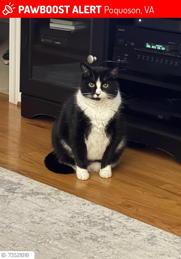 Lost Male Cat last seen Robert Bruce road, Poquoson, VA 23662