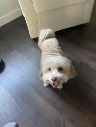 Found/Stray Female Dog last seen N. Timbertop Drive, Spring, TX 77380