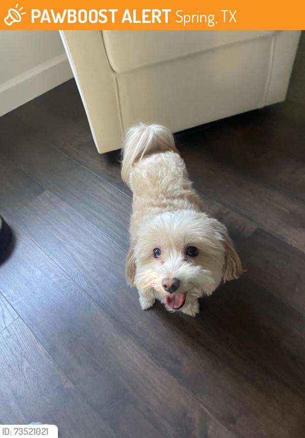 Found/Stray Female Dog last seen N. Timbertop Drive, Spring, TX 77380