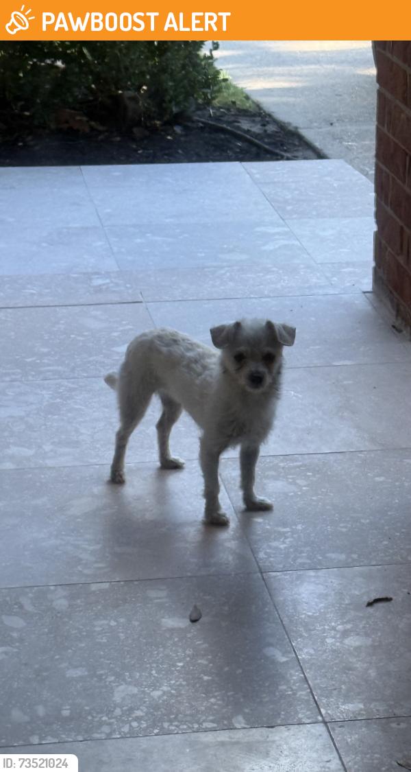 Found/Stray Female Dog last seen Bear Meadow Ln, Villages Of Bear Creek, TX 77449