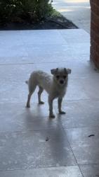 Found/Stray Female Dog last seen Bear Meadow Ln, Villages Of Bear Creek, TX 77449