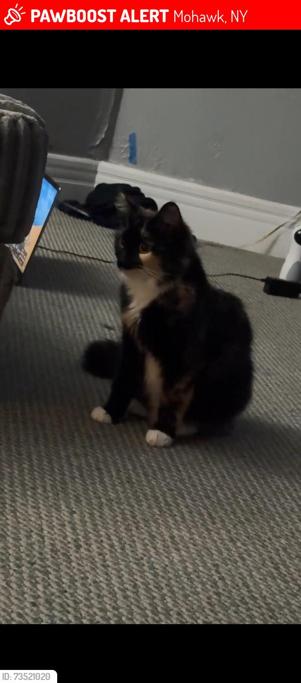 Lost Female Cat last seen Washington St Mohawk NY, Mohawk, NY 13407
