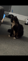 Lost Female Cat last seen Washington St Mohawk NY, Mohawk, NY 13407