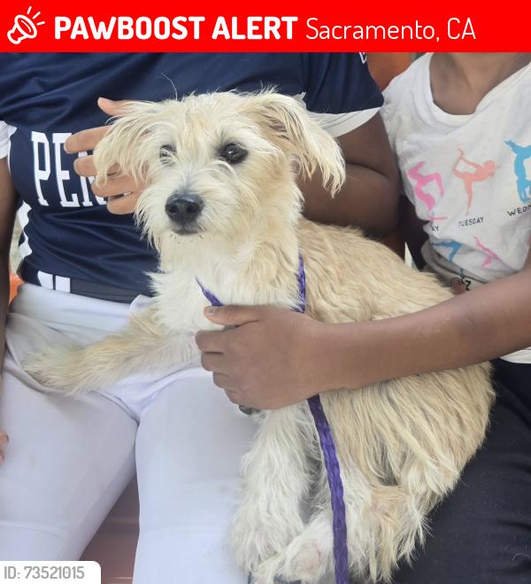 Lost Female Dog last seen Del paso and blackrock, Sacramento, CA 95835