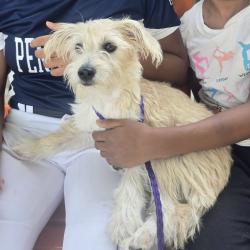 Lost Female Dog last seen Del paso and blackrock, Sacramento, CA 95835
