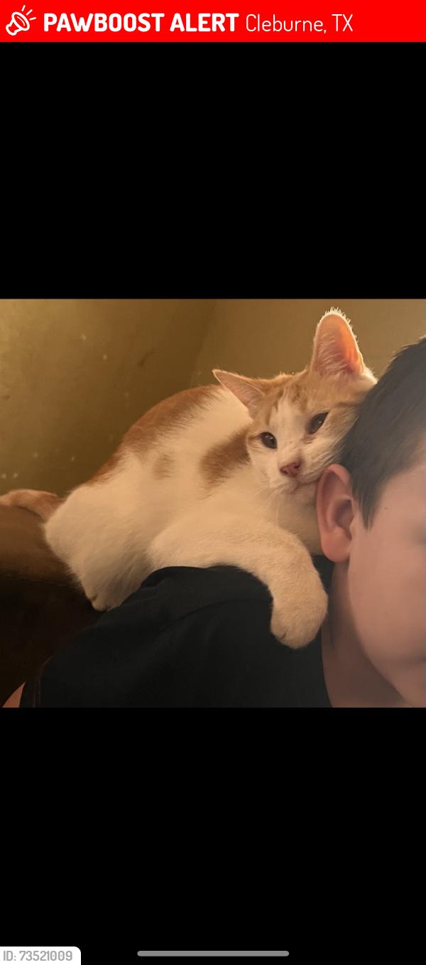 Lost Male Cat last seen Near County road 809, Cleburne, TX 76031