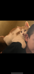 Lost Male Cat last seen Near County road 809, Cleburne, TX 76031