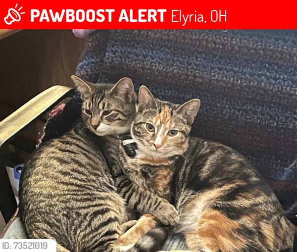 Lost Female Cat last seen Expresso Bakery, Elyria, OH 44035