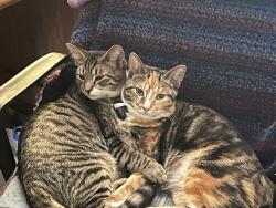 Lost Female Cat last seen Expresso Bakery, Elyria, OH 44035
