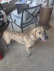 Found/Stray Male Dog last seen Morningside Park, Knoxville, TN 37915