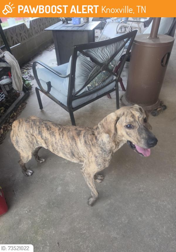 Found/Stray Male Dog last seen Morningside Park, Knoxville, TN 37915